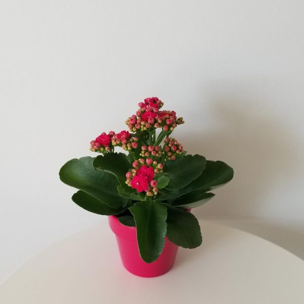 kalanchoe pink flowers in decorative ceramic pot flowering plants gifts Mother's Day houseplants Toronto Mississauga Etobicoke Oakville Brampton other GTA