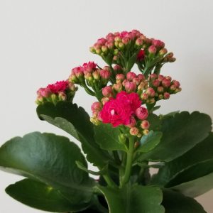 kalanchoe pink flowers in decorative ceramic pot flowering plants gifts Mother's Day houseplants Toronto Mississauga Etobicoke Oakville Brampton other GTA