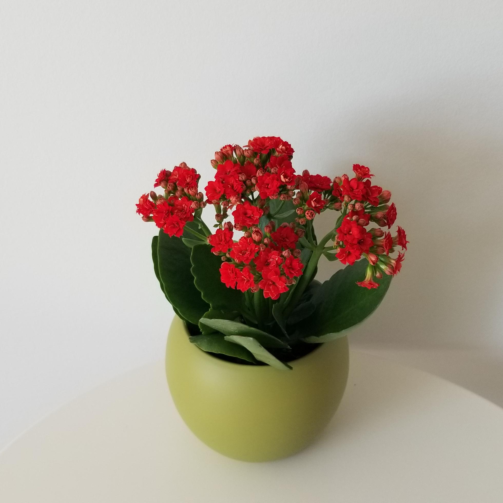 kalanchoe red flowers in decorative ceramic pot flowering plants gifts Mother's Day houseplants Toronto Mississauga Etobicoke Oakville Brampton other GTA