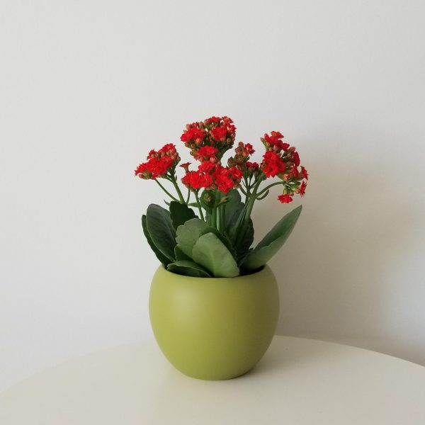 kalanchoe red flowers in decorative ceramic pot flowering plants gifts Mother's Day houseplants Toronto Mississauga Etobicoke Oakville Brampton other GTA