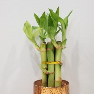 Lucky Bamboo indoor plants gifts houseplants office plants Toronto Mississauga Etobicoke Brampton Oakville other GTA