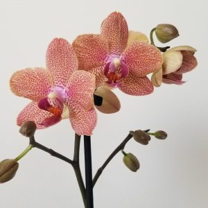 orchids in decorative ceramic pot Happy Valentine's Day flowering plants gifts Toronto Mississauga Oakville Brampton Etobicoke other GTA