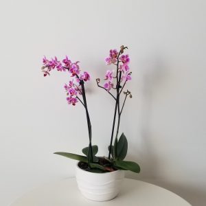 orchids pink and white blooms in decorative ceramic pot Happy Valentine's Day flowering plants gifts Toronto Mississauga Oakville Brampton Etobicoke other GTA