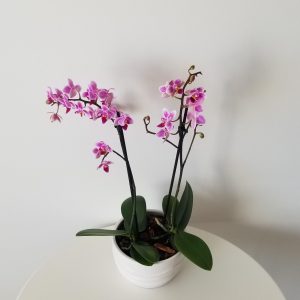 orchids pink and white blooms in decorative ceramic pot Happy Valentine's Day flowering plants gifts Toronto Mississauga Oakville Brampton Etobicoke other GTA
