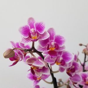 orchids pink and white blooms in decorative ceramic pot Happy Valentine's Day flowering plants gifts Toronto Mississauga Oakville Brampton Etobicoke other GTA