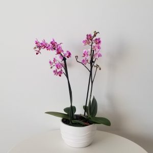 orchids pink and white blooms in decorative ceramic pot Happy Valentine's Day flowering plants gifts Toronto Mississauga Oakville Brampton Etobicoke other GTA