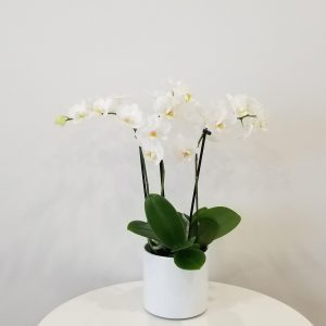orchids white blooms in decorative ceramic pot Happy Valentine's Day flowering plants gifts Toronto Mississauga Oakville Brampton Etobicoke other GTA