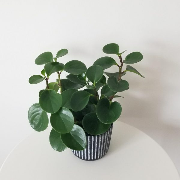 Peperomia Obtusifolia green in decorative pot air-purifying office plants Toronto Mississauga Etobicoke Oakville Brampton etc