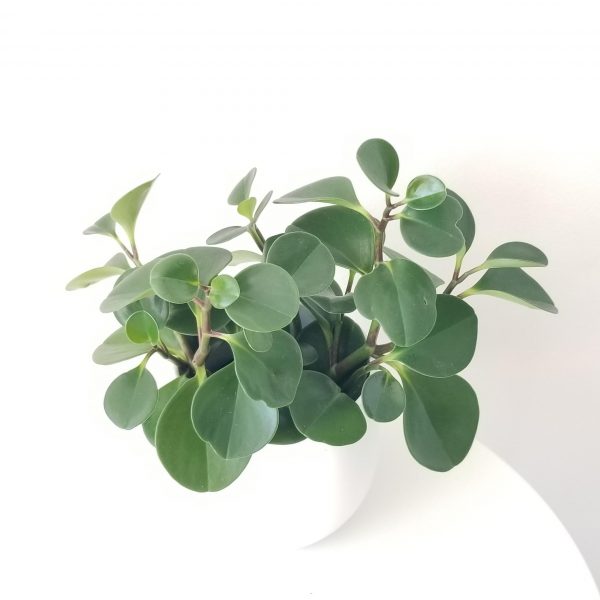 peperomia obtusifolia green in decorative ceramic pot plant gifts interior plants houseplants office plants Toronto Mississauga Etobicoke Brampton Oakville Markham Milton etc