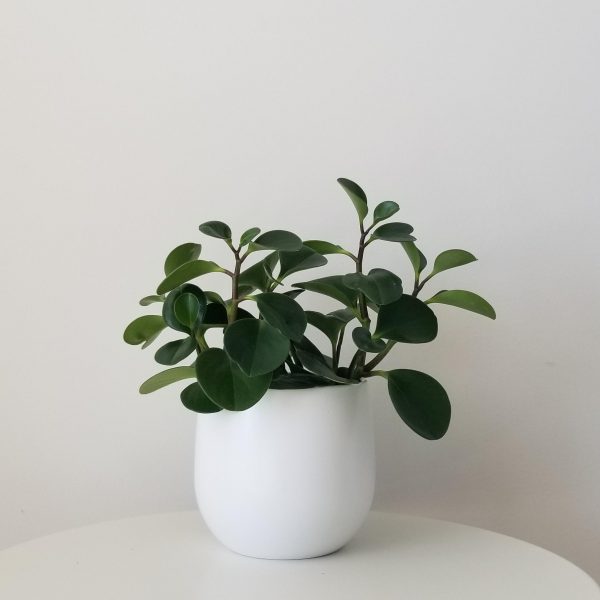 peperomia obtusifolia green in decorative ceramic pot plant gifts interior plants houseplants office plants Toronto Mississauga Etobicoke Brampton Oakville Markham Milton etc