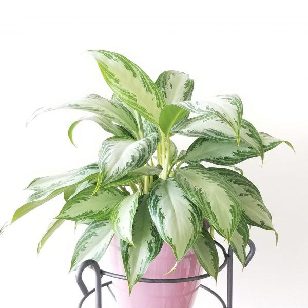 Plant stand metal for indoor plants houseplants home décor Toronto Mississauga Brampton Etobicoke Oakville other GTA