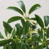 Schefflera arboricola variegated dwarf umbrella tree houseplants Toronto Mississauga Oakville Etobicoke Brampton other GTA