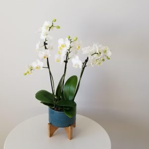 orchids white blooms in decorative ceramic pot Happy Valentine's Day flowering plants gifts Toronto Mississauga Oakville Brampton Etobicoke other GTA