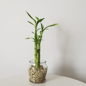 lucky bamboo in glass with decorative rocks indoor plants house plants office plants gifts Toronto Mississauga Oakville Etobicoke Brampton North York other GTA