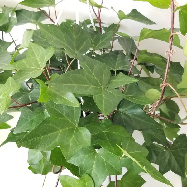 Ivy montgomery air-purifying indoor plants houseplants Toronto Mississauga Etobicoke Brampton Oakville North York other GTA