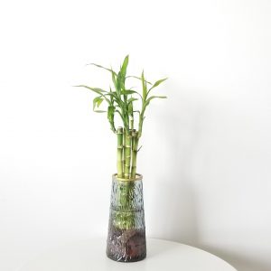 Lucky Bamboo in glass vase air-purifying indoor plants office plants houseplants gifts Toronto Mississauga Oakville Etobicoke Brampton other GTA