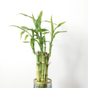 Lucky Bamboo in glass vase air-purifying indoor plants office plants houseplants gifts Toronto Mississauga Oakville Etobicoke Brampton other GTA
