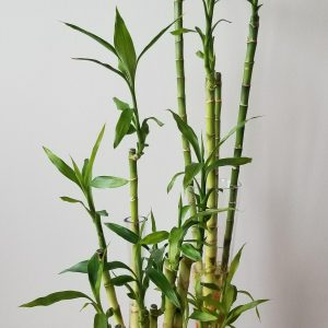 Lucky Bamboo Dracaena stems air-purifying indoor office plants houseplants Toronto Mississauga Oakville Etobicoke Brampton Markham other GTA