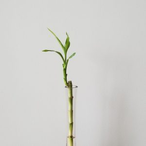 Lucky Bamboo Dracaena stems air-purifying indoor office plants houseplants Toronto Mississauga Oakville Etobicoke Brampton Markham other GTA
