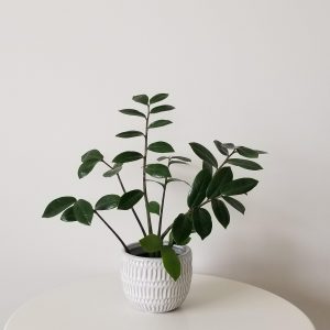 ZZ plant in decorative ceramic pot air-purifying indoor plants houseplants office plants gifts Toronto Mississauga Etobicoke Oakville other GTA
