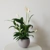 Peace Lily in decorative ceramic pot air-purifying indoor office plants houseplants plant gifts Toronto Mississauga Brampton Burlington Oakville Etobicoke other GTA