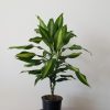 dracaena cintho indoor tree air-purifying indoor office plants houseplants Toronto Mississauga Oakville Etobicoke Brampton Markham other GTA