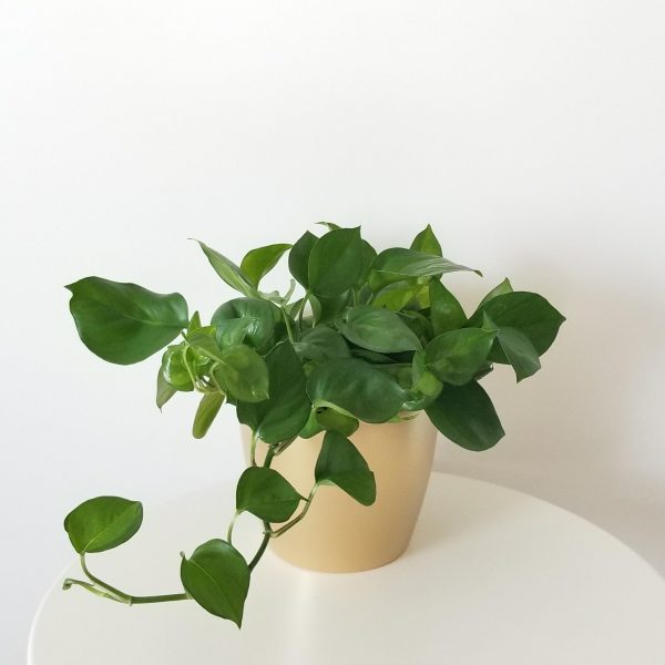 pothos golden green air-purifying indoor office plants houseplants Toronto Mississauga Oakville Brampton Markham Etobicoke other GTA