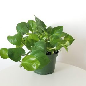 pothos golden green air-purifying indoor office plants houseplants Toronto Mississauga Oakville Brampton Markham Etobicoke other GTA