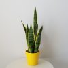 sansevieria laurentii snake plant in decorative ceramic pot gifts air-purifying indoor office plants houseplants Toronto Mississauga Oakville Etobicoke Brampton Burlington other GTA