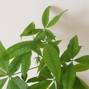 Money Tree Good Fortune plant Pachira aquatica indoor plants houseplants office gifts Toronto Mississauga Brampton Etobicoke Oakville other GTA