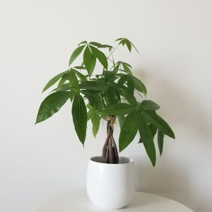 Money Tree decorative ceramic pot Good Fortune Tree interior plants Gifts houseplants office plants Toronto Mississauga Etobicoke Brampton Burlington Milton Markham other GTA
