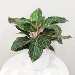Pillar pot white ceramic for indoor office plants houseplants GTA Toronto Mississauga Etobicoke Brampton Oakville Markham Hamilton Milton etc