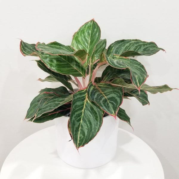 Pillar pot white ceramic for indoor office plants houseplants GTA Toronto Mississauga Etobicoke Brampton Oakville Markham Hamilton Milton etc