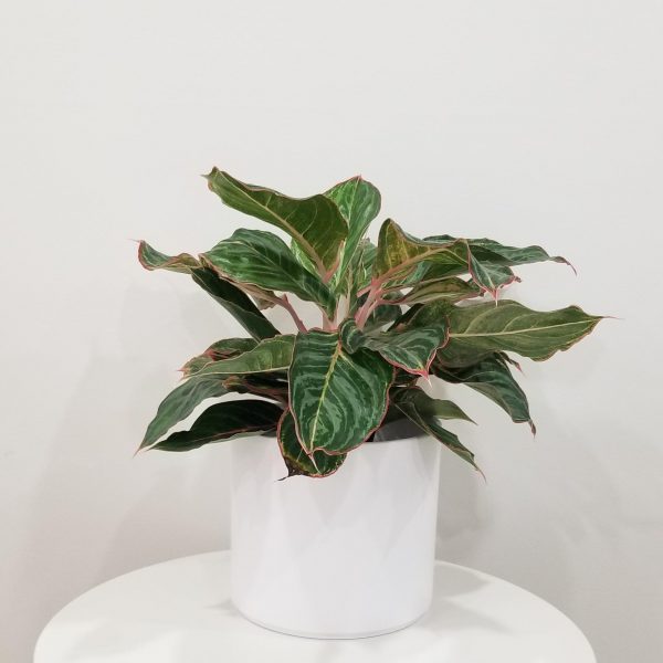 Pillar pot white ceramic for indoor office plants houseplants GTA Toronto Mississauga Etobicoke Brampton Oakville Markham Hamilton Milton etc