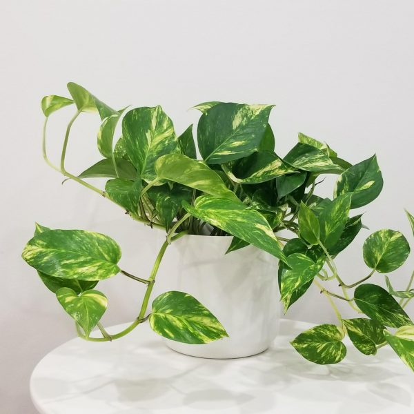 Pillar pot white ceramic for indoor office plants houseplants GTA Toronto Mississauga Etobicoke Brampton Oakville Markham Hamilton Milton etc
