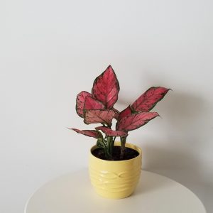 aglaonema pink wishes Happy Mother's Day gifts houseplants Toronto Mississauga Etobicoke Brampton Milton Markham other GTA