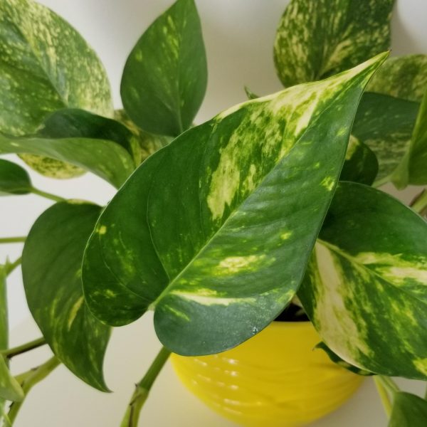 Money Plant in decorative ceramic pot Christmas plant gifts GTA office plants houseplants Toronto Mississauga Etobicoke Oakville Brampton Milton Hamilton etc