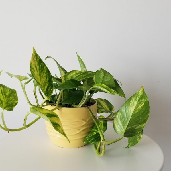 Money Plant in decorative ceramic pot Christmas plant gifts GTA office plants houseplants Toronto Mississauga Etobicoke Oakville Brampton Milton Hamilton etc