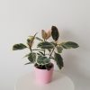 ficus elastica tineke in deco ceramic pink pot air-purifying interior plants houseplants Mississauga Etobicoke Brampton Milton Oakville other GTA