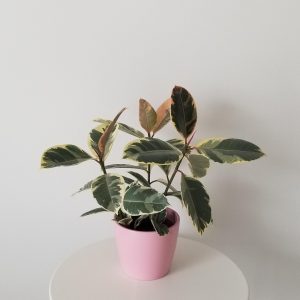 ficus elastica tineke in deco ceramic pink pot air-purifying interior plants houseplants Mississauga Etobicoke Brampton Milton Oakville other GTA