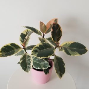 ficus elastica tineke in deco ceramic pink pot air-purifying interior plants houseplants Mississauga Etobicoke Brampton Milton Oakville other GTA