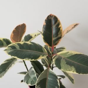 ficus elastica tineke in deco ceramic pink pot air-purifying interior plants houseplants Mississauga Etobicoke Brampton Milton Oakville other GTA