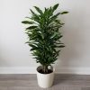 dracaena tree golden coast air-purifying indoor office plants houseplants Toronto Mississauga Etobicoke Brampton Oakville Milton Markham Richmond Hill