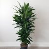 dracaena tree Janet Green air-purifying indoor office plants houseplants Toronto Mississauga Etobicoke Brampton Oakville Milton Markham Richmond Hill