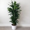 dracaena tree Janet Green air-purifying indoor office plants houseplants Toronto Mississauga Etobicoke Brampton Oakville Milton Markham Richmond Hill