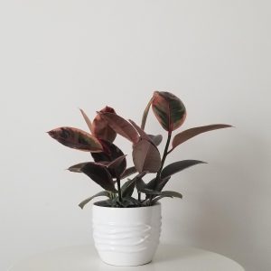 ficus elastica ruby in deco ceramic white interior plants gifts Etobicoke Toronto Mississauga Oakville Brampton Woodbridge Richmond Hill other GTA