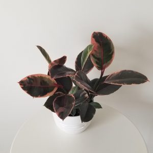 ficus elastica ruby in deco ceramic white interior plants gifts Etobicoke Toronto Mississauga Oakville Brampton Woodbridge Richmond Hill other GTA