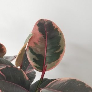 ficus elastica ruby in deco ceramic white interior plants gifts Etobicoke Toronto Mississauga Oakville Brampton Woodbridge Richmond Hill other GTA