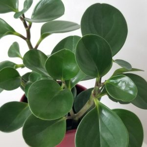 Peperomia Obtusifolia green in decorative pot air-purifying office plants Toronto Mississauga Etobicoke Oakville Brampton etc