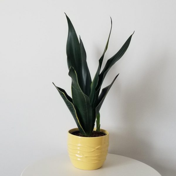 sansevieria Fabi air-purifying interior plants office plants houseplants Toronto Mississauga Etobicoke Brampton Milton Oakville etc